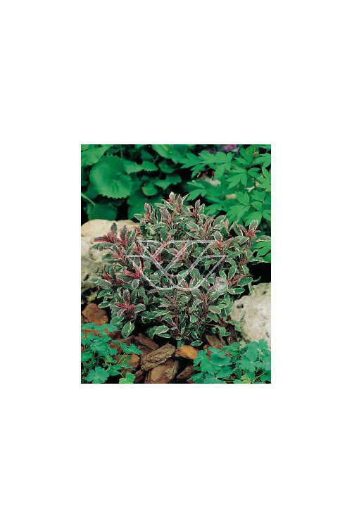 Szałwia lekarska 'Tricolor' Salvia officinalis