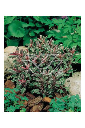 Szałwia lekarska 'Tricolor' Salvia officinalis