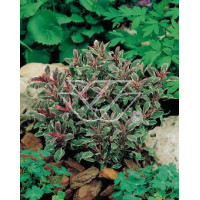 Szałwia lekarska 'Tricolor' Salvia officinalis