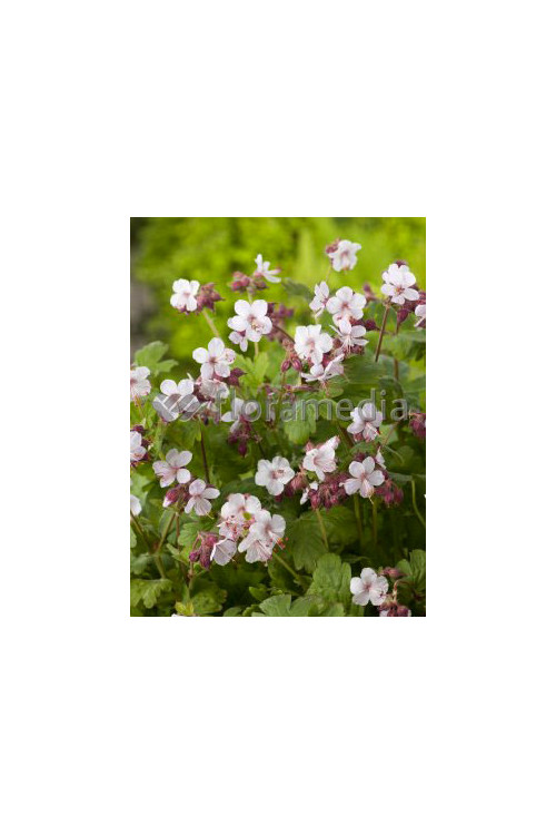 Bodziszek korzeniasty 'Spessart' Geranium macrorrhizum