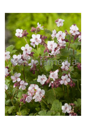 Bodziszek korzeniasty 'Spessart' Geranium macrorrhizum