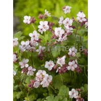 Bodziszek korzeniasty 'Spessart' Geranium macrorrhizum