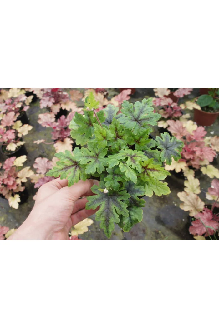 tiarella