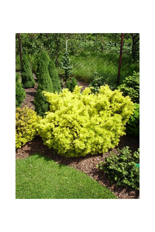 Cis pospolity 'Białogard' Taxus baccata