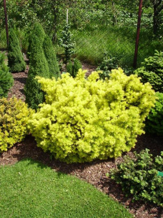 Cis pospolity 'Białogard' Taxus baccata