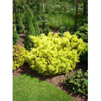 Cis pospolity 'Białogard' Taxus baccata