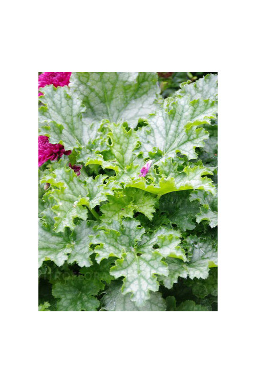Żurawka 'Lime Swizzle' | Heuchera