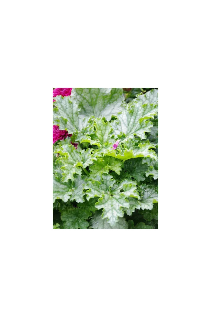 Żurawka 'Lime Swizzle' | Heuchera