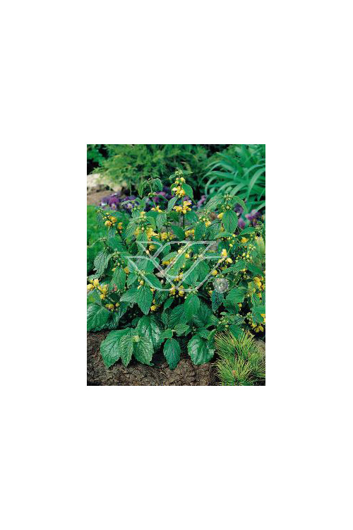 gajowiec, gajowiec żółty, lamium