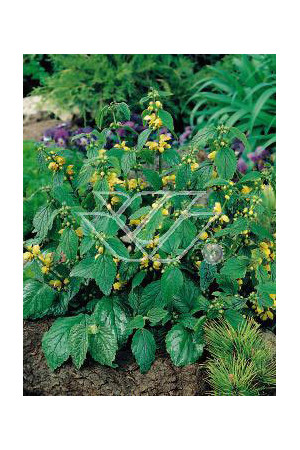 gajowiec, gajowiec żółty, lamium