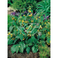 gajowiec, gajowiec żółty, lamium