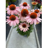 Jeżówka 'Garden Salmon' | Echinacea