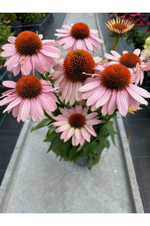 Jeżówka 'Garden Salmon' | Echinacea