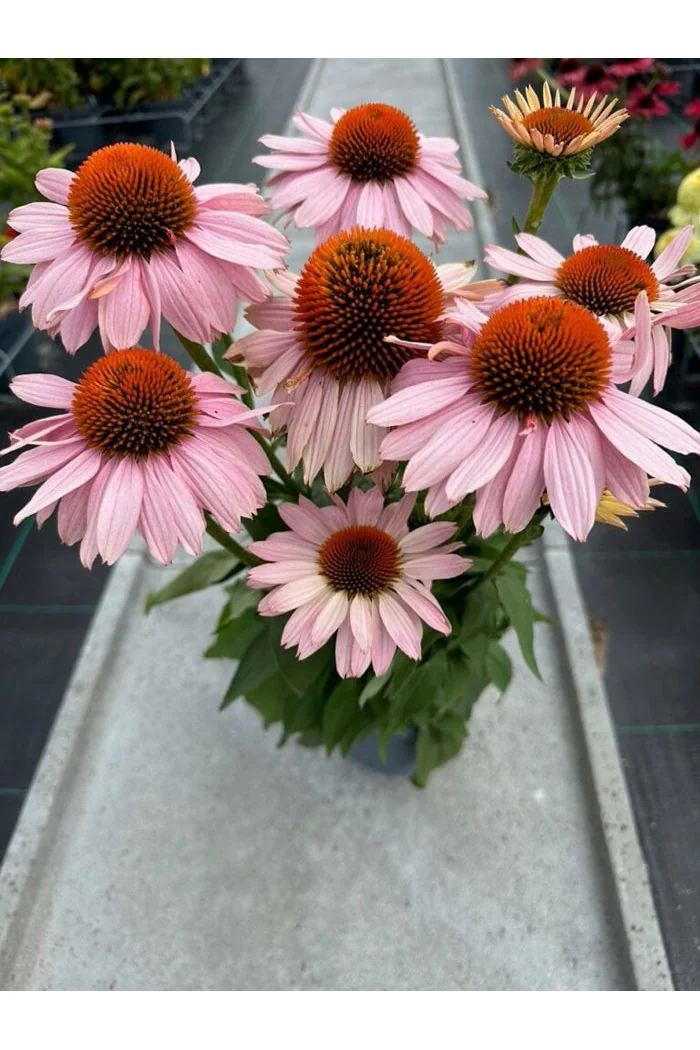 Jeżówka 'Garden Salmon' | Echinacea