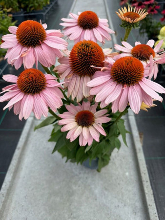 Jeżówka 'Garden Salmon' | Echinacea