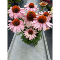 Jeżówka 'Garden Salmon' | Echinacea