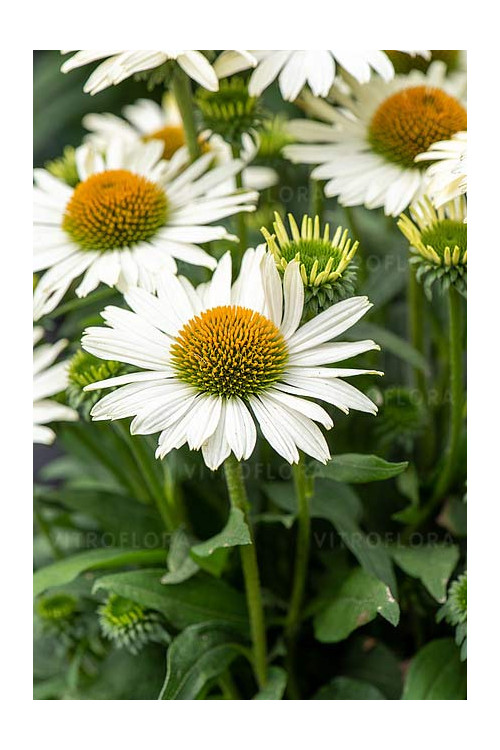 Jeżówka 'White Pearl' | Echinacea