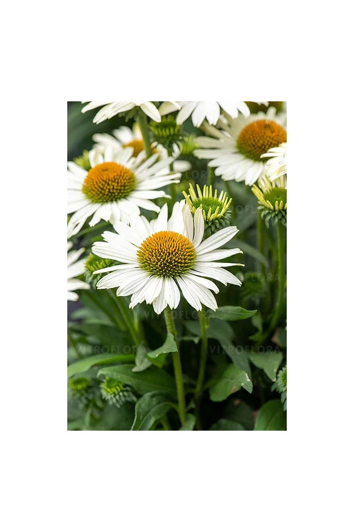 Jeżówka 'White Pearl' | Echinacea