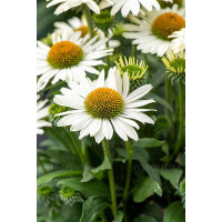Jeżówka 'White Pearl' | Echinacea