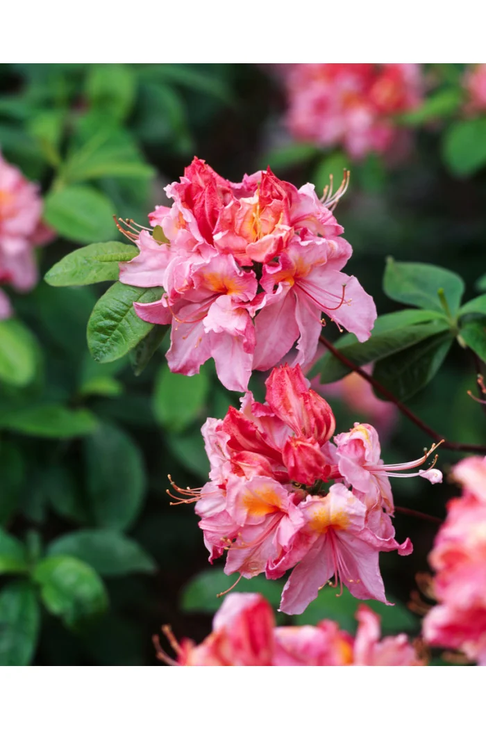 Azalia wielkokwiatowa 'Cecile' | Rhoddendron