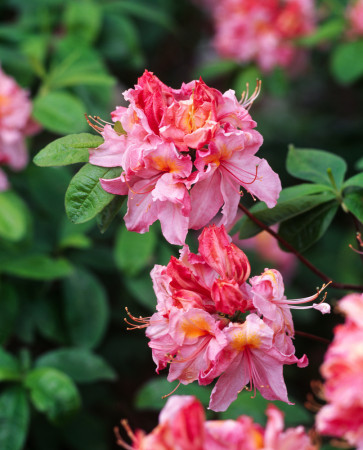 Azalia wielkokwiatowa 'Cecile' | Rhoddendron