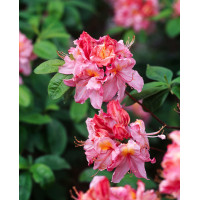Azalia wielkokwiatowa 'Cecile' | Rhoddendron