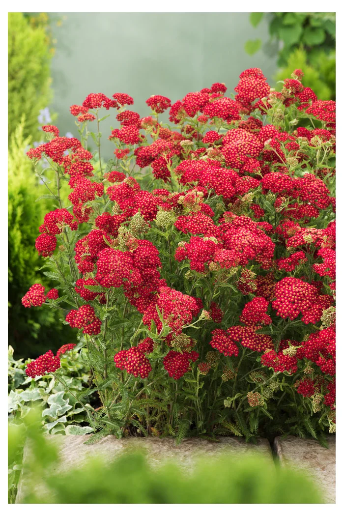 Krwawnik pospolity 'Paprika' | Achillea millefolia