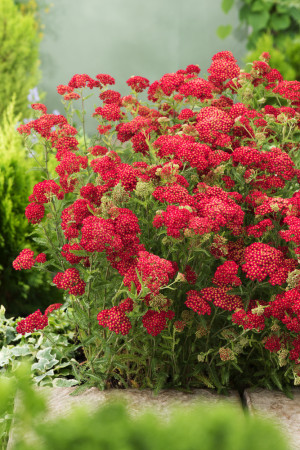 Krwawnik pospolity 'Paprika' | Achillea millefolia