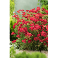 Krwawnik pospolity 'Paprika' | Achillea millefolia