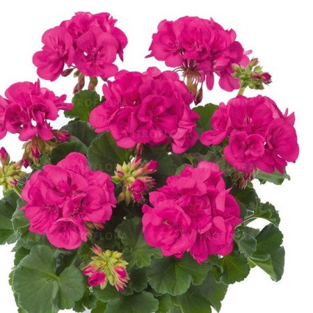 Pelargonia rabatowa 'Lilac with Red Eye' div class'lat' Pelargonium zonale /div