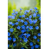 Litodora 'Heavenly Blue' | Lithodora diffusa