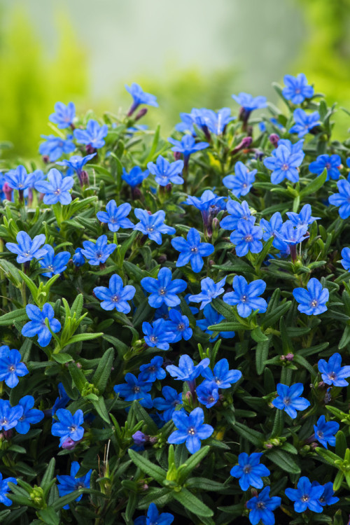 Litodora 'Heavenly Blue' | Lithodora diffusa