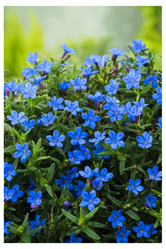 Litodora 'Heavenly Blue' | Lithodora diffusa