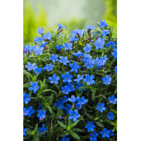 Litodora 'Heavenly Blue' | Lithodora diffusa