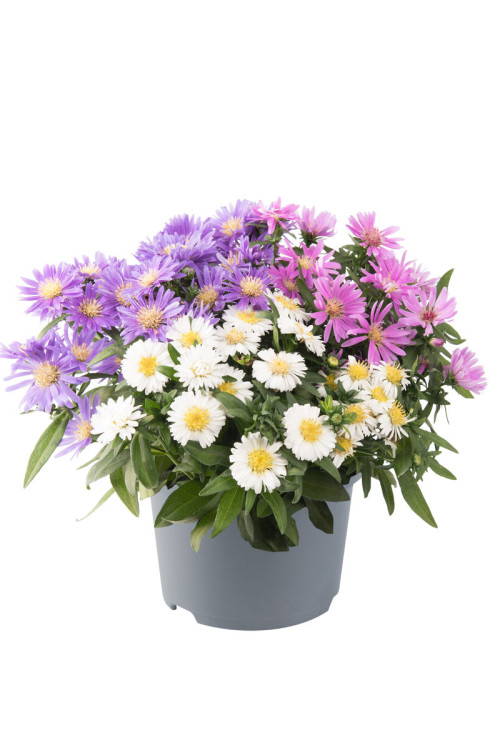 Aster 'Alpha MixMasters Universe' | Aster dumosus