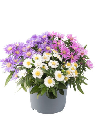 Aster 'Alpha MixMasters Universe' | Aster dumosus