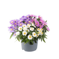 Aster 'Alpha MixMasters Universe' | Aster dumosus