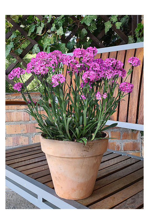Firletka 'Cherry Bubbles' | Lychnis