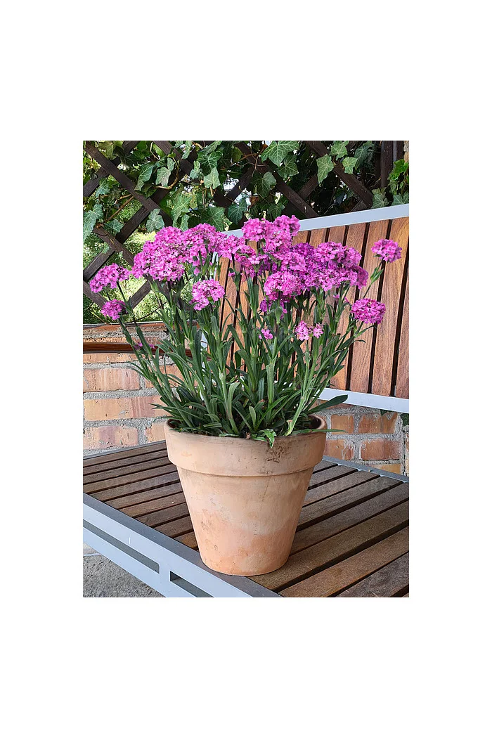 Firletka 'Cherry Bubbles' | Lychnis