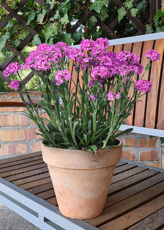 Firletka 'Cherry Bubbles' | Lychnis