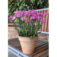 Firletka 'Cherry Bubbles' | Lychnis