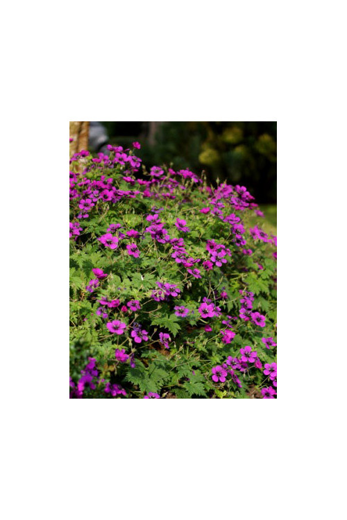 Bodziszek 'Dragon Heart' Geranium