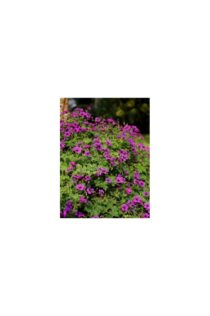 Bodziszek 'Dragon Heart' Geranium