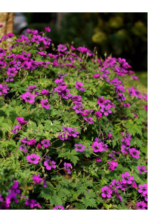 Bodziszek 'Dragon Heart' Geranium