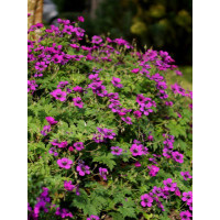 Bodziszek 'Dragon Heart' Geranium