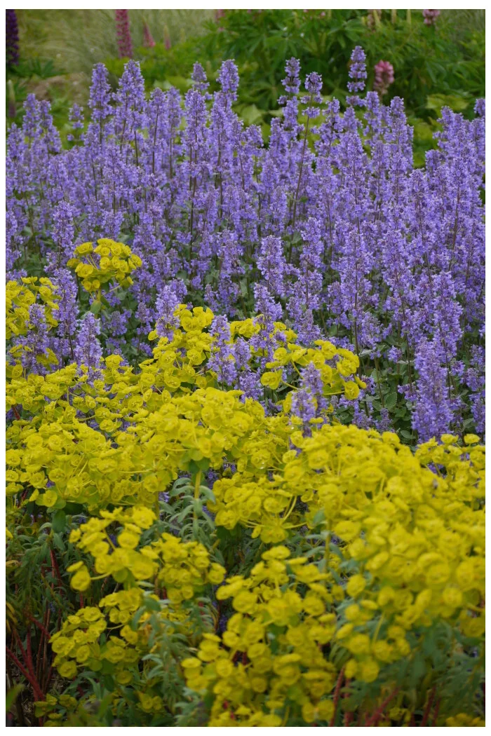 Kocimiętka wielokwiatowa ‘Summer Magic’ | Nepeta grandiflora