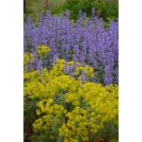 Kocimiętka wielokwiatowa ‘Summer Magic’ | Nepeta grandiflora