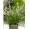 Rozplenica japońska 'Hameln' | Pennisetum alopecuroides
