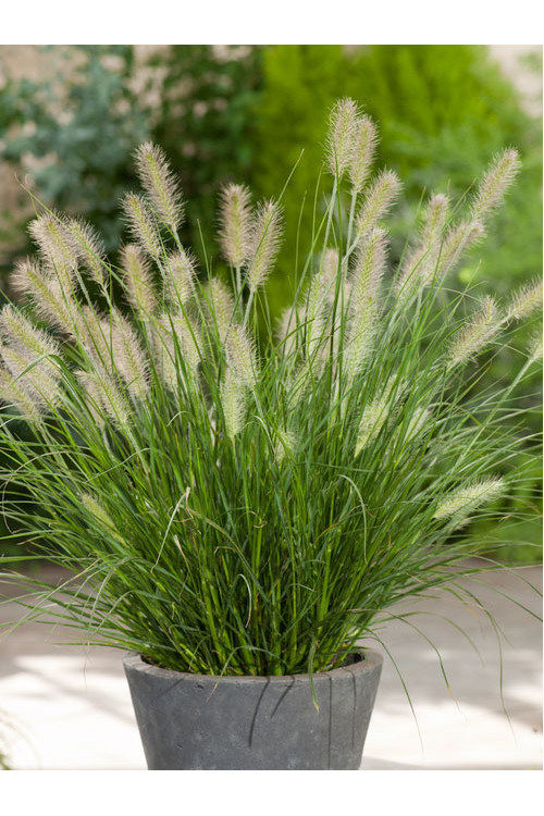 Rozplenica japońska 'Hameln' | Pennisetum alopecuroides