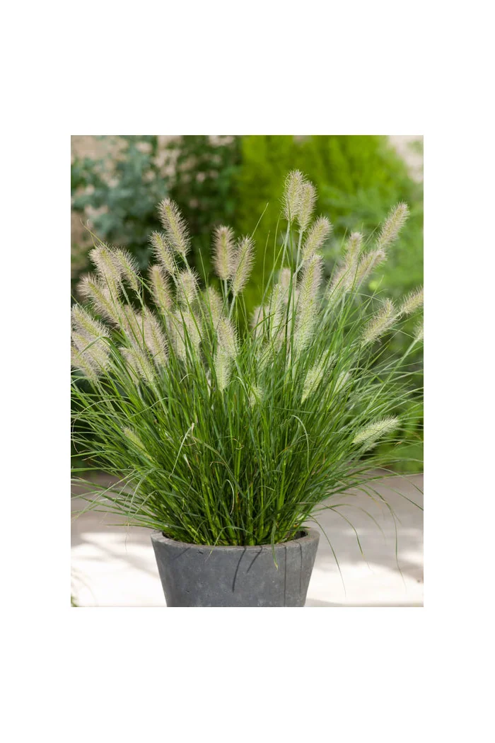 Rozplenica japońska 'Hameln' | Pennisetum alopecuroides